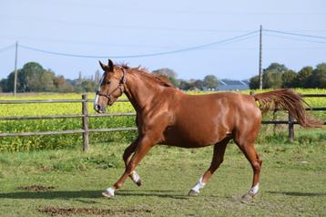 brave recreatie / fokmerrie te koop