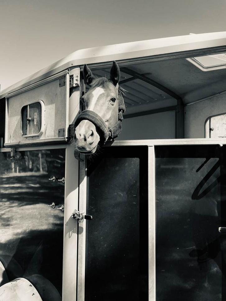 REMORQUE Ifor Williams - À LOUER, Animaux & Accessoires, Chevaux & Poneys | Semi-remorques & Remorques, Comme neuf, Enlèvement