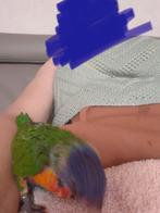 Lory v d blauwe bergen tam, Dieren en Toebehoren, Vogels | Parkieten en Papegaaien, Papegaai, Tam
