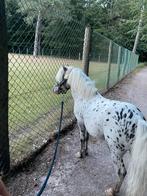 Panterbonte appaloosa dekhengst, Hengst