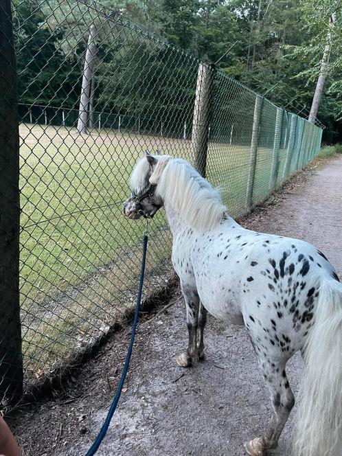 Panterbonte appaloosa dekhengst, Dieren en Toebehoren, Pony's, Hengst