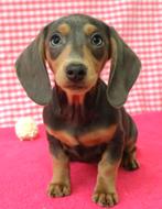 Des chiots teckels super mignons !, Animaux & Accessoires, Chiens | Teckels & Bassets, 15 semaines à 1 an, Étranger, Poils courts