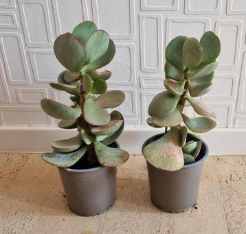 Crassula arborescens of zilverjadeplant, +/- 23 centimeter beschikbaar voor biedingen