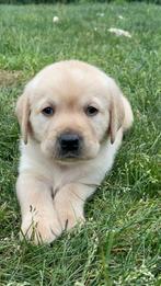 Mooie labrador pups, België, Fokker | Hobbymatig, CDV (hondenziekte), 8 tot 15 weken