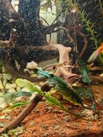 Guppy endler, Enlèvement