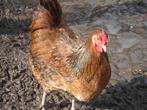 1 bruine hen (wyandotte - araucana), Animaux & Accessoires, Volatiles, Poule ou poulet, Femelle