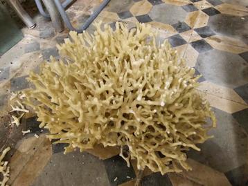 coraux en pierre pour aquarium ou décoration