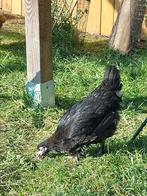 Koperhals Marans hennen, Dieren en Toebehoren, Pluimvee, Vrouwelijk
