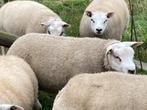 texelaar ram, Dieren en Toebehoren, Schapen, Geiten en Varkens, Mannelijk, Schaap, 0 tot 2 jaar
