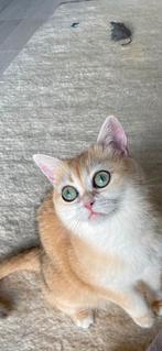 Brittse korthaar poes 3 jaar oud, Dieren en Toebehoren, Poes, Gechipt, 3 tot 5 jaar