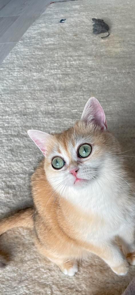 Brittse korthaar poes 3 jaar oud, Dieren en Toebehoren, Katten en Kittens | Raskatten | Korthaar, Poes, 3 tot 5 jaar, Met stamboom