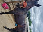 Draver ruin, Animaux & Accessoires, Chevaux, Hongre, 165 à 170 cm, Cheval western, 11 ans ou plus