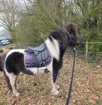 Grote zwartbonte shetlander merrie van 1.13 hoog!!, Vermifugé, Débourré, Poney A (jusqu'à 1.17 m), Jument