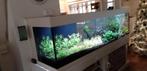 Aquarium, Dieren en Toebehoren, Vissen | Aquaria en Toebehoren, Ophalen, Zo goed als nieuw, Gevuld zoetwateraquarium