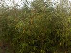 plants de bambou Fargesia (non invasifs), Jardin & Terrasse, Plantes | Arbustes & Haies, Enlèvement, 250 cm ou plus, Bambou, Haie