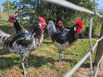 Koppel Andalusiër kippen, Dieren en Toebehoren
