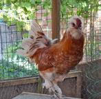 Haan, Dieren en Toebehoren