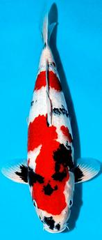 Japanse koi, Dainichi,  showa, nisai 38-40 cm, Dieren en Toebehoren, Karper of Koi