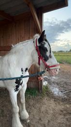 Tinker te huur, Dieren en Toebehoren, Merrie, D pony (1.37m tot 1.48m), Recreatiepony, 7 tot 10 jaar