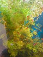 limnophila heterophylla aquariumplant, Dieren en Toebehoren, Vissen | Aquariumvissen