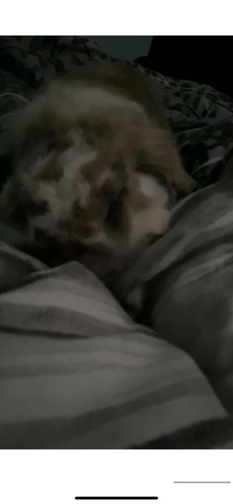 Lief konijntje zoekt thuis., Dieren en Toebehoren, Konijnen, Groot