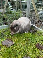 Minilop x nederlandse dwerghangoor, Dieren en Toebehoren, Konijnen, Vrouwelijk, Dwerg, Hangoor, 0 tot 2 jaar