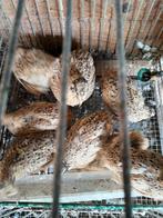 Japanse kwartel hennen, Dieren en Toebehoren
