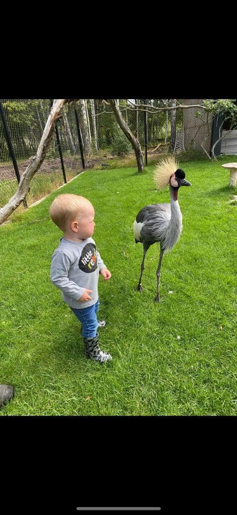 Grijze kroonkraan vogel, Animaux & Accessoires, Animaux Autre