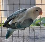 Blauw Opaline Euwing Fischeri Man met Dna, Dieren en Toebehoren, Mannelijk, Dwergpapegaai of Agapornis, Geringd