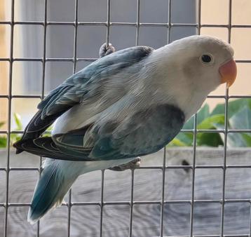 Blauw Opaline Euwing Fischeri Man met Dna  beschikbaar voor biedingen