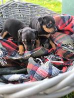 Schattige Dwerg Pincher Pups, Dieren en Toebehoren, België, Overige rassen, CDV (hondenziekte), 8 tot 15 weken