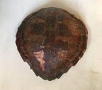 Antiek schildpadschild - taxidermie schild - groene schildpa, Antiek en Kunst, Ophalen of Verzenden