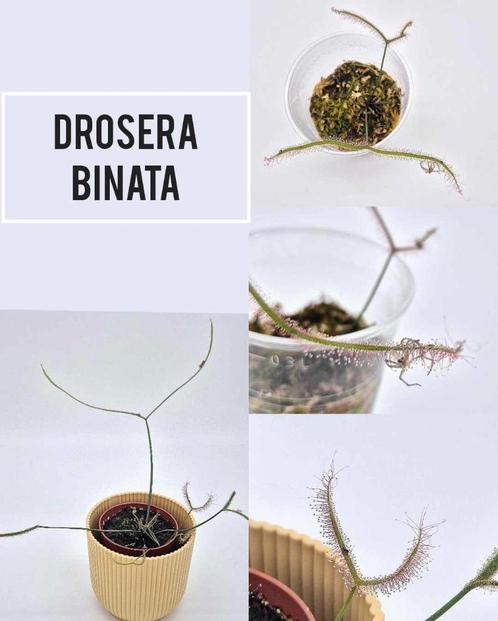 Drosera Binata – Bijzondere Vleesetende Plant, Huis en Inrichting, Kamerplanten, Ophalen of Verzenden