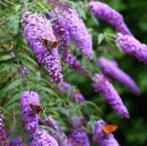 vlinder struikjes, Tuin en Terras, Planten | Tuinplanten, Ophalen, Zomer, Vaste plant