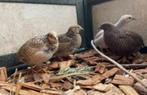 Chinese dwergkwartels, Dieren en Toebehoren, Meerdere dieren, Overige soorten