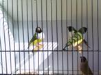 4-4 MOOIE GOULDS 2025, Dieren en Toebehoren, Tropenvogel, Geringd