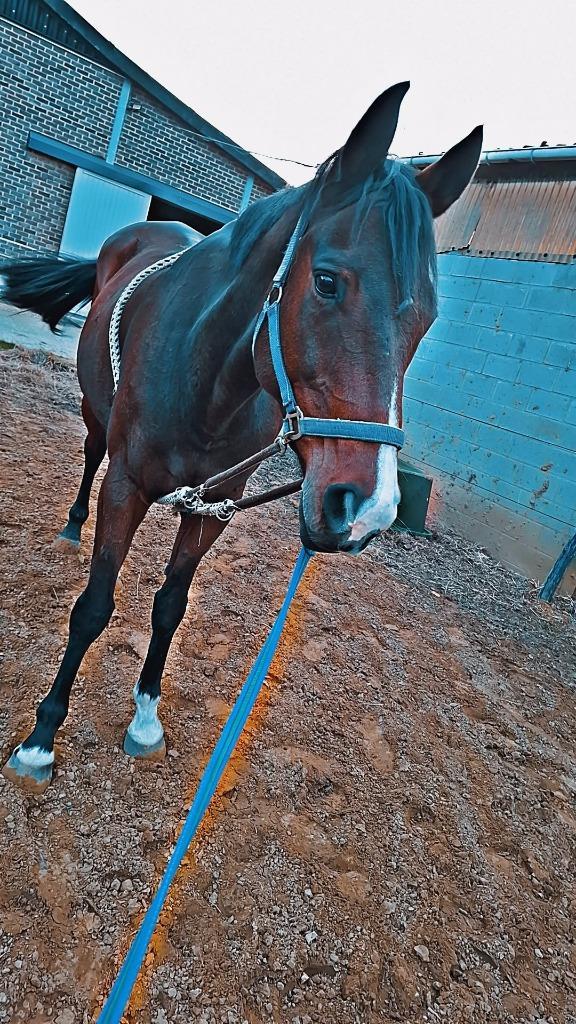 Weide/ gezelschappaardje, Dieren en Toebehoren, Paarden, Ruin, L, 160 tot 165 cm, 7 tot 10 jaar, Recreatiepaard, Gechipt, Ontwormd