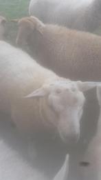 Mouton à vendre, Animaux & Accessoires, Mâle, Mouton, 0 à 2 ans