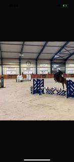 Brave ruin die met nodige inzet veel potentieel heeft, Springpaard, B, Gechipt, Ruin