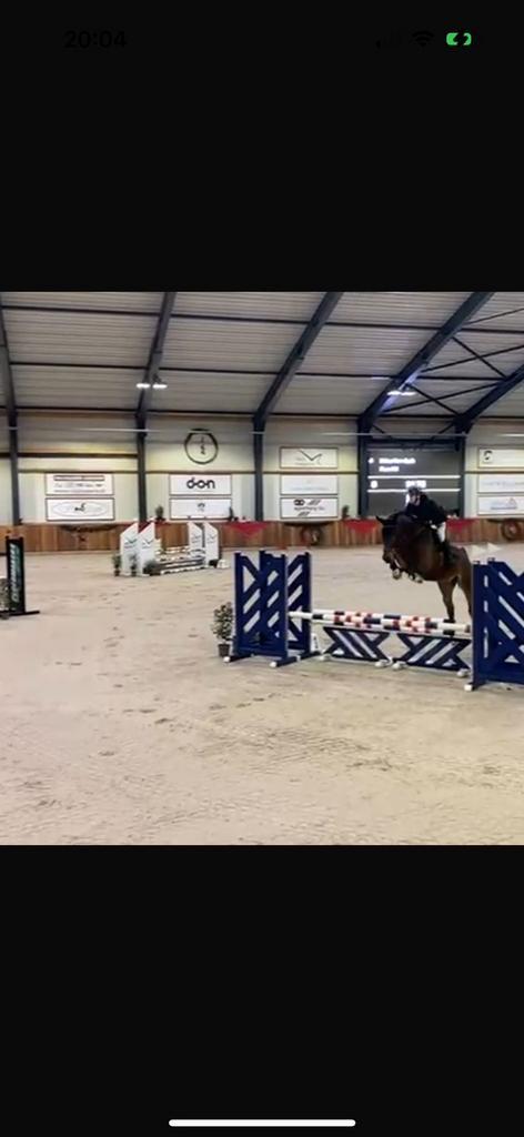 Brave ruin die met nodige inzet veel potentieel heeft, Dieren en Toebehoren, Paarden, Ruin, B, 165 tot 170 cm, 7 tot 10 jaar, Springpaard