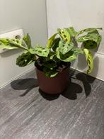 Maranta variegata, Huis en Inrichting, Kamerplanten, Ophalen