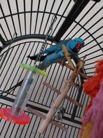 Perruche à col bleu à vendre, Animaux & Accessoires, Oiseaux | Perruches & Perroquets, Perruche, Domestique, Mâle