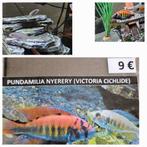 Pundamilia Neyererei victoria cichlide hobbykw kan malawi, Vis, Zoetwatervis