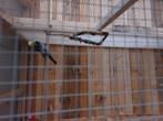 Koppel rosellas, Dieren en Toebehoren