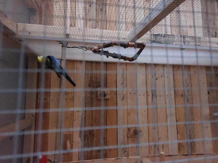 Koppel rosellas, Dieren en Toebehoren, Vogels | Overige Vogels