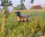 suffolk ram, Dieren en Toebehoren, Mannelijk, Schaap, 3 tot 5 jaar