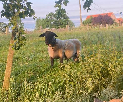 suffolk ram, Dieren en Toebehoren, Schapen, Geiten en Varkens, Schaap, Mannelijk, 3 tot 5 jaar