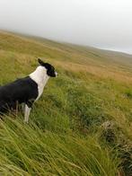 Schapen gezocht voor begrazing, Dieren en Toebehoren