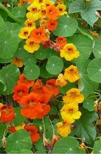 Oost-indische kers ( Capucinnen ), Tuin en Terras, Ophalen, Eenjarig