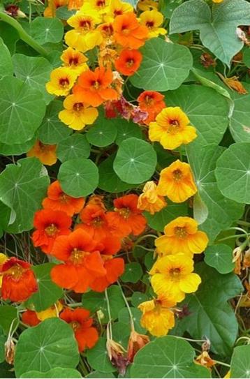 Oost-indische kers ( Capucinnen ) beschikbaar voor biedingen